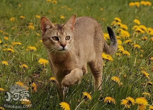 非洲狮子猫尿路感染怎么办 尿路感染治疗方法