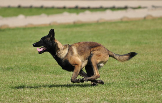 马犬几个月后认主 马犬三个月后认主