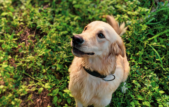 金毛幼犬拉稀怎么办 金毛幼犬拉稀的解决办法