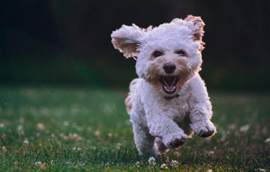 狗有狂犬病多久会死 狗有狂犬病多久会发病