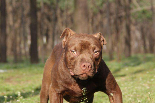 比特犬和恶霸犬有什么区别 比特犬和恶霸犬的区别