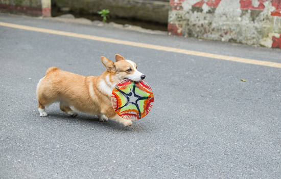 幼犬一天喂几次狗粮