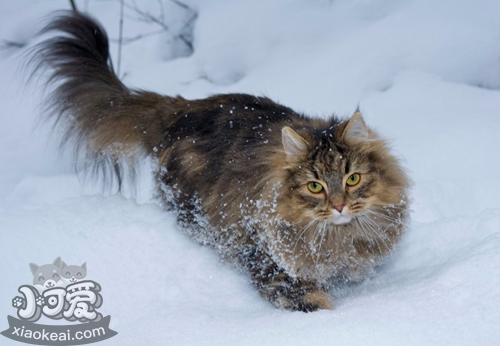 挪威森林猫咳嗽怎么办 猫咪咳嗽治疗措施