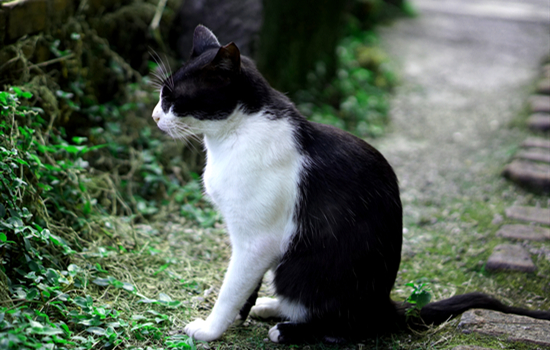 孕猫生产前流血多久才会生