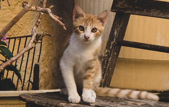 猫咪怀孕后的症状