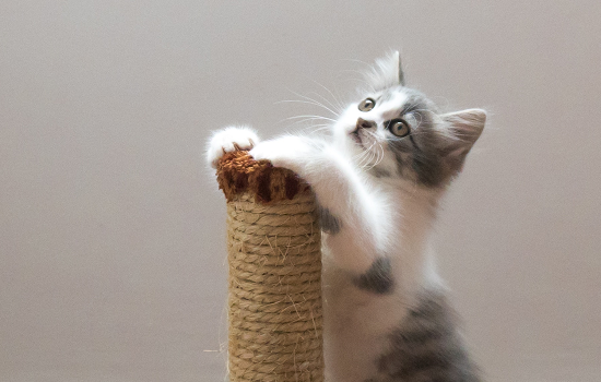 小猫怀孕初期症状 小猫怀孕有什么表现