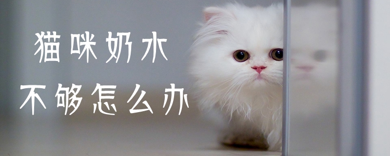 猫咪奶水不够怎么办