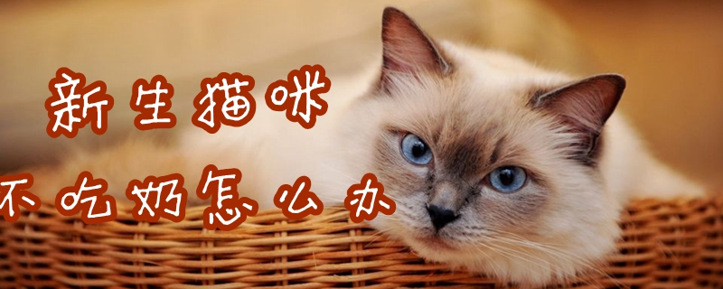 新生猫咪不吃奶怎么办