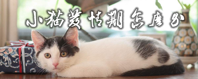 小猫发情期怎么办