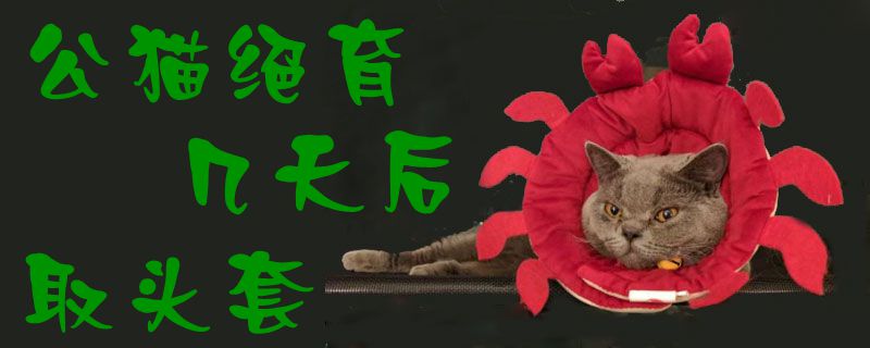 公猫绝育几天后取头套1