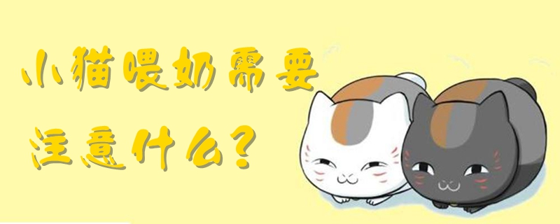 小猫喂奶需要注意什么