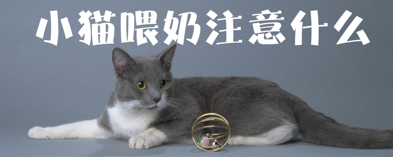 小猫喂奶注意什么