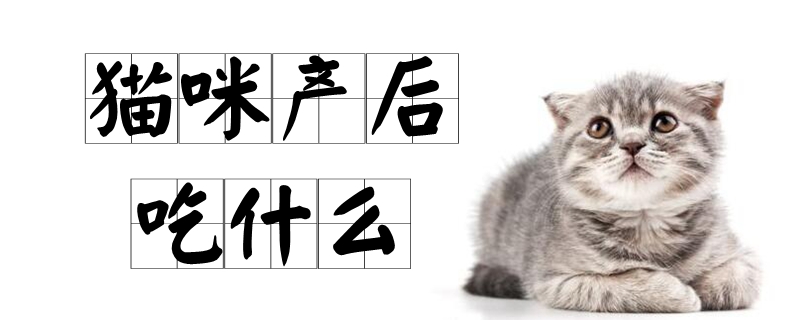 猫咪产后吃什么