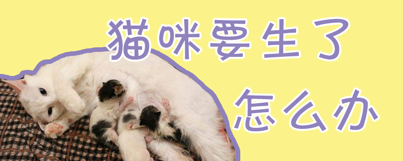 猫咪要生了怎么办