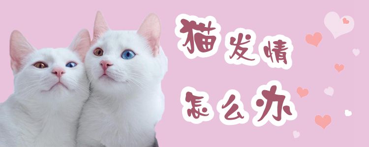 猫发情怎么办