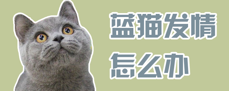 蓝猫发情怎么办