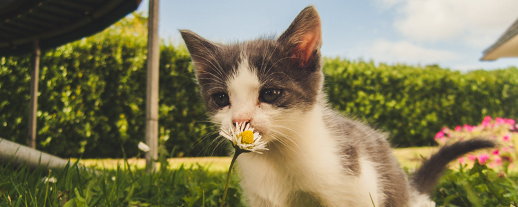 怎么知道猫有没有怀孕 这些特征细心就可察觉哦！怎么知道猫有没有怀孕 这些特征细心就可察觉哦！