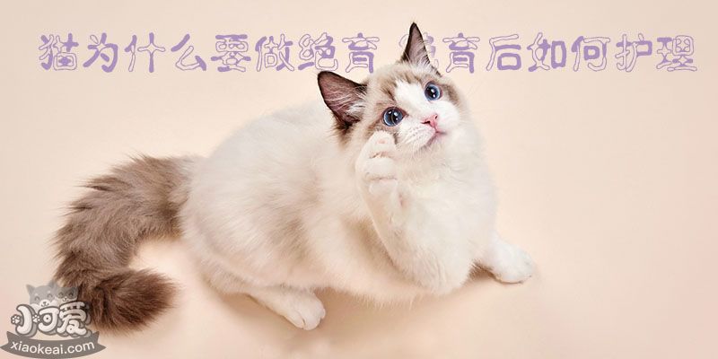 猫为什么要做绝育 绝育后如何护理_萌宠家宠物网