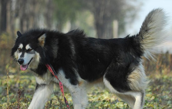 阿拉斯加犬怎么训练上厕所 阿拉斯加训练上厕所