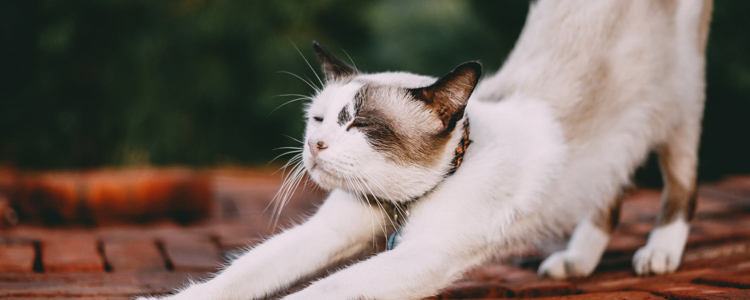 猫冬天发情 怎么办 冬季如何有效缓解发情症状猫冬天发情 怎么办