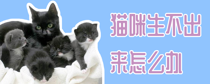 猫咪生不出来怎么办