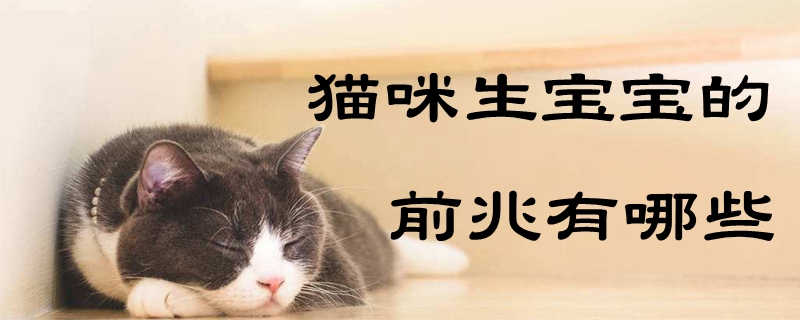 猫咪生宝宝的前兆有哪些