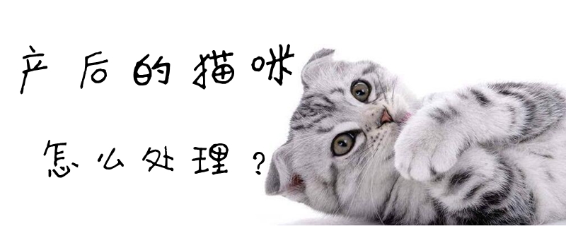 产后的猫咪怎么处理