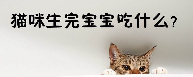 猫咪生完宝宝吃什么