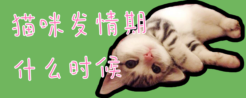 猫咪发情期什么时候