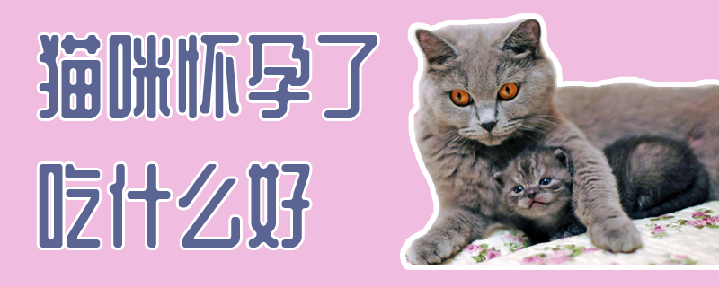 猫咪怀孕了吃什么好