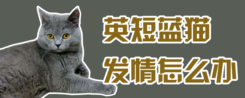 英短蓝猫发情怎么办