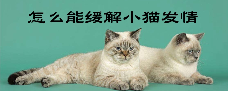 怎么能缓解小猫发情