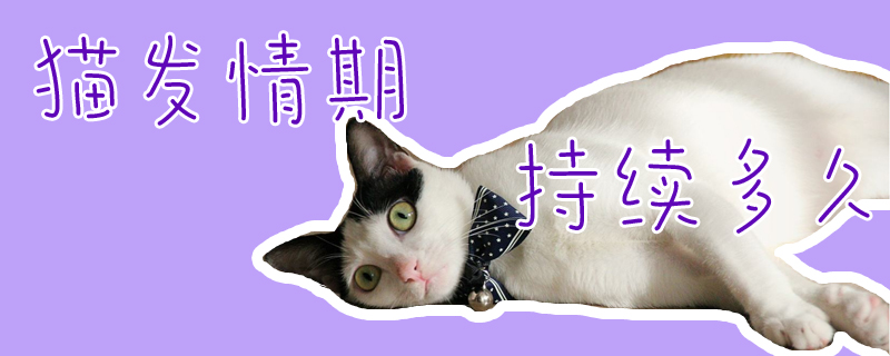 猫发情期持续多久 猫的发情期持续多长时间