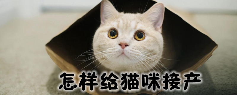 怎样给猫咪接产