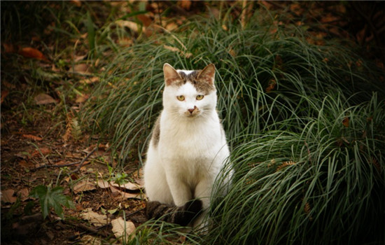 猫咪早产怎么办 猫为什么会早产