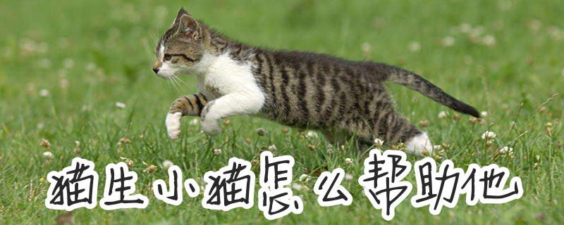 猫生小猫怎么帮助他