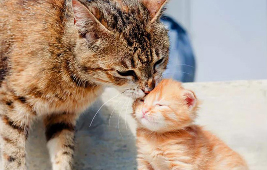 如何让猫咪排除胎盘 母猫胎盘滞留别轻视