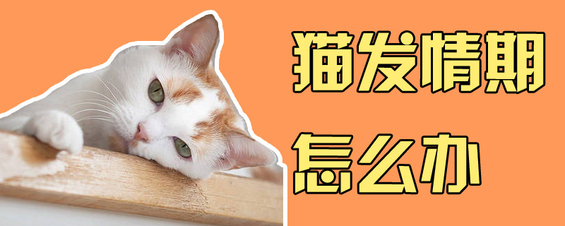 猫发情期怎么办