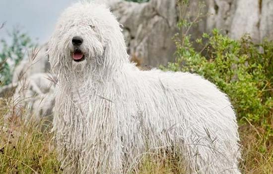 古牧犬掉毛厉害吗 古牧犬掉毛比较厉害