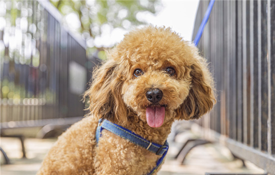 泰迪犬指甲怎么剪 剪泰迪指甲的方法