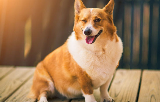 柯基犬会护主人吗 柯基犬会保护主人