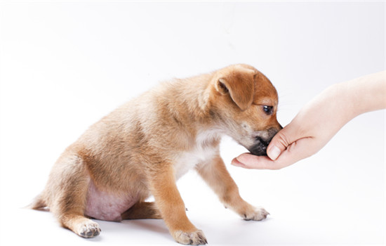 怎样手工制作幼犬狗粮 如何手工制作幼犬狗粮