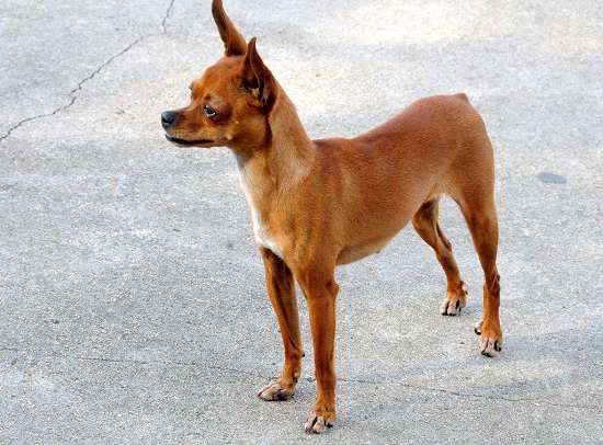 小鹿犬冬天怎么养 小鹿犬最冷能适应多少度