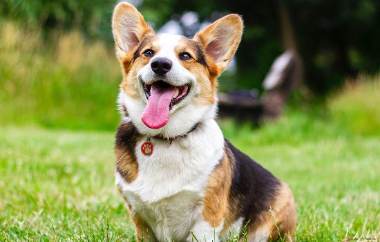 狗狗异食癖是什么意思 犬的异食癖