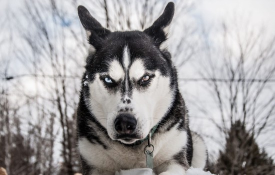 怎么让幼犬哈士奇晚上不叫 哈士奇幼犬晚上叫怎么办